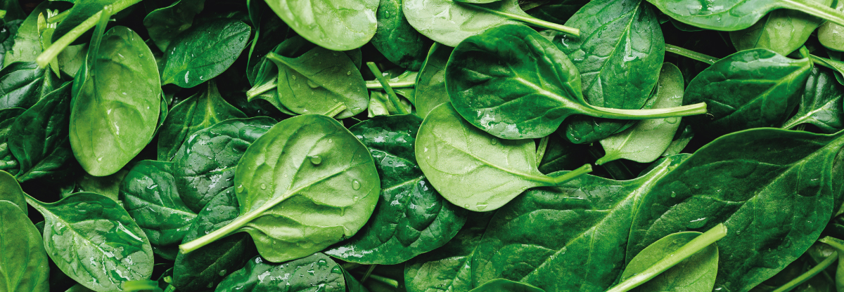 Baby Spinach: everything about it